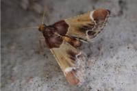 Pyralis farinalis
