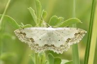 Scopula ornata