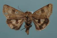 Heliothis viriplaca