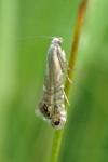 Glyphipterix thrasonella