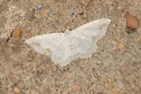 Scopula ornata