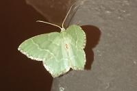 Hemithea aestivaria