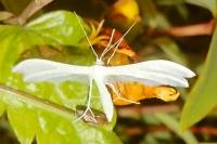 Pterophorus pentadactylus