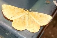 Angerona prunaria