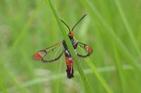 Synanthedon formicaeformis