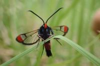 Synanthedon formicaeformis
