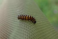 Tyria jacobaeae