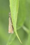 Chrysoteuchia culmella