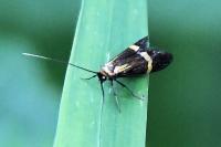 Nemophora degeerella