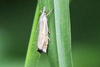 Crambus lathoniellus
