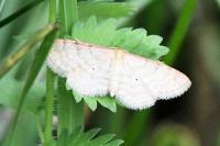 Idaea humiliata