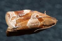 Archips xylosteana