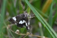 Tyta luctuosa