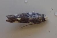 Elachista albifrontella