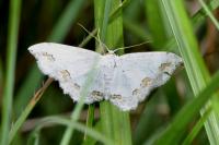 Scopula ornata