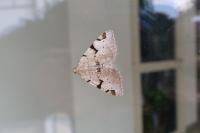 Macaria wauaria
