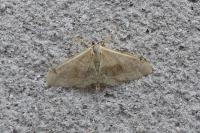 Idaea aversata
