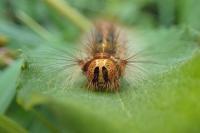 Lymantria dispar