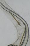 Epagoge grotiana