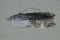 Bucculatrix frangutella