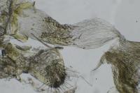 Bucculatrix frangutella
