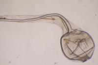 Epagoge grotiana