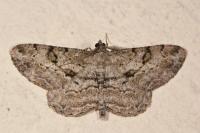 Peribatodes rhomboidaria rhomboidaria