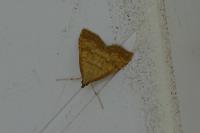 Udea fulvalis