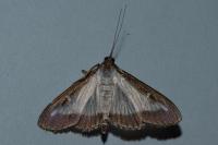 Cydalima perspectalis