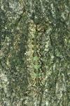 Lymantria monacha