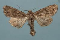 Apamea monoglypha monoglypha