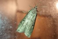 Aphomia sociella