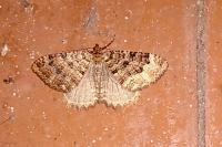 Triphosa dubitata