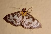 Anania hortulata