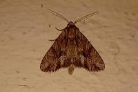 Apamea monoglypha monoglypha