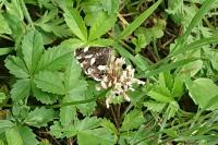 Tyta luctuosa