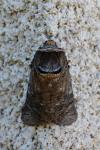 Cossus cossus