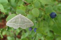 Hylaea fasciaria