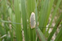Cybosia mesomella