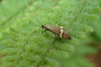 Nemophora degeerella