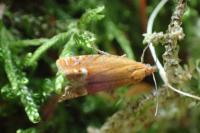 Lathronympha strigana