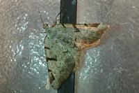 Macaria wauaria
