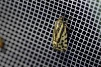 Emmelia trabealis
