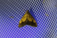 Evergestis limbata