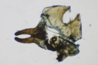 Scythris subcinctella