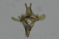 Scythris scopolella