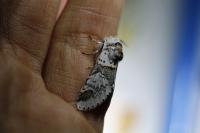 Furcula furcula