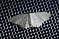 Idaea subsericeata