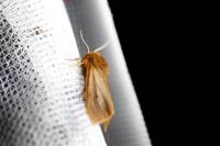 Phragmatobia fuliginosa