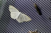 Scopula immutata